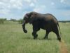 D4 Hwange elephant.JPG